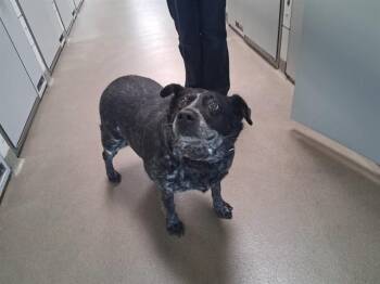 BELLA -  Australian Cattle Dog Blue Heeler Dog for Adoption in Colorado Springs, Colorado - BELLA | PetCurious