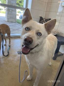 Siberian Husky and Mixed Breed Dogs Available for Adoption in North Richland Hills, Texas - Jaybird | PetCurious