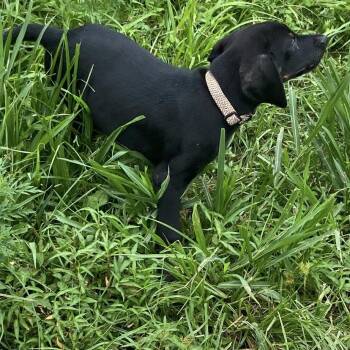 Petey -  Doberman Pinscher and Mixed Breed Dog for Adoption in Columbia, Missouri - Petey | PetCurious