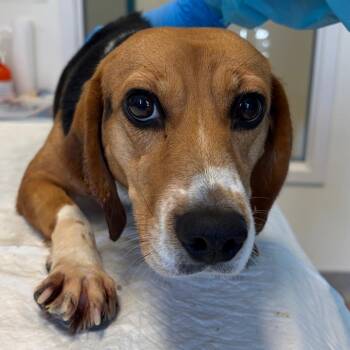 Beagle Dogs Available for Adoption in Nashville, Tennessee - Breeze | PetCurious