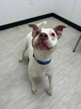 Pit Bull Terrier and Mixed Breed Dogs Available for Adoption in Marion, Ohio - Luna May | PetCurious