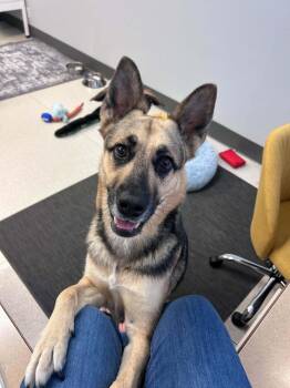 Hazel -  German Shepherd Dog Dog for Adoption in Liverpool, Texas - Hazel | PetCurious