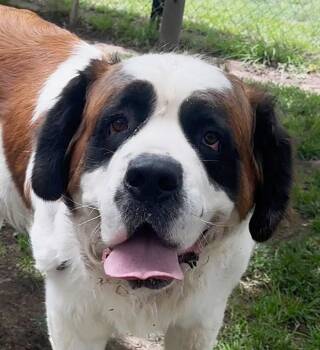 Lola -  Saint Bernard Dog for Adoption in Albuquerque, New Mexico - Lola | PetCurious