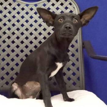 Dew -  Cairn Terrier Dog for Adoption in Fort Davis, Texas - Dew | PetCurious