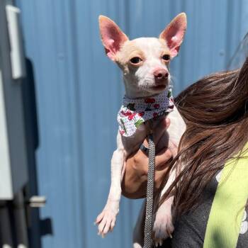 Bunny -  Chihuahua and Mixed Breed Dog for Adoption in Newberg, Oregon - Bunny | PetCurious