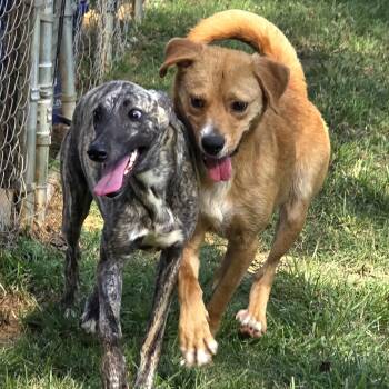 FINLEY -  Golden Retriever Dog for Adoption in Athens, Alabama - FINLEY | PetCurious