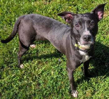 ZELDA -  Pit Bull Terrier Dog for Adoption in Akron, Ohio - ZELDA | PetCurious