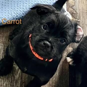 Pug and Schnauzer Dogs Available for Adoption in Hughesville, Maryland - Carrot | PetCurious