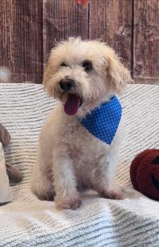 Rescue Miniature Poodle Dogs for Adoption in Matthews, North Carolina - Mattie | PetCurious