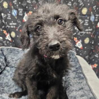 Black Labrador Retriever and Mixed Breed Dogs Available for Adoption in Bellingham, Washington - Dionne | PetCurious
