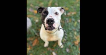 Pit Bull Terrier Dogs Available for Adoption in Naperville, Illinois - Pretzel | PetCurious