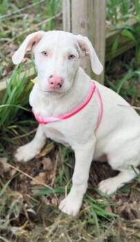 Catahoula Leopard Dog and Australian Shepherd Dogs Available for Adoption in Grove City, Ohio - Florence | PetCurious