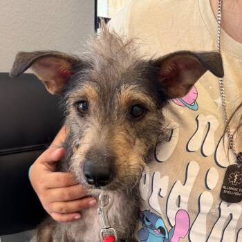 Baby -  Schnauzer and Mixed Breed Dog for Adoption in Marshall, Texas - Baby | PetCurious