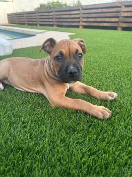 Emma -  Boxer and American Bulldog Dog for Adoption in Phoenix, Arizona - Emma | PetCurious