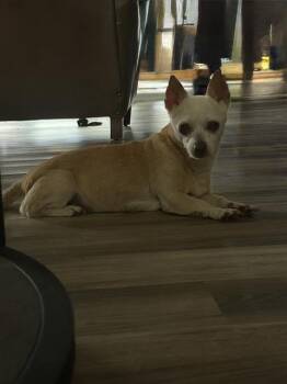 GIA -  Chihuahua Dog for Adoption in San Antonio, Texas - GIA | PetCurious