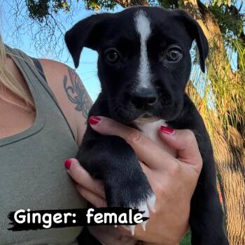 Ginger -  Pit Bull Terrier Dog for Adoption in Lincoln, California - Ginger | PetCurious