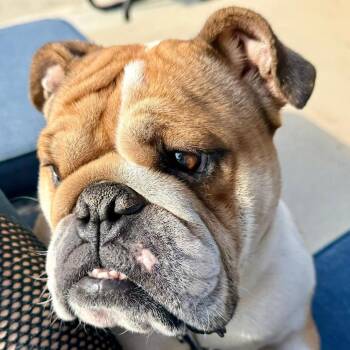 English Bulldog Dogs Available for Adoption in Huber Heights, Ohio - Bambi | PetCurious