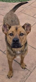 Nessa -  Mixed Breed Dog for Adoption in Shreveport, Louisiana - Nessa | PetCurious