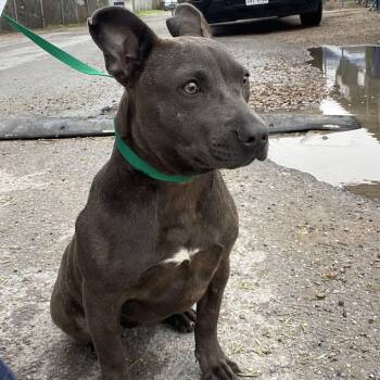 American Staffordshire Terrier Dogs Available for Adoption in Edinburg, Texas - Moonpie | PetCurious