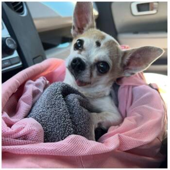 Rescue Chihuahua Dogs for Adoption in Clovis, California - Pixie | PetCurious