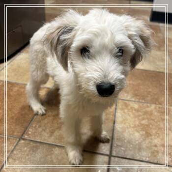 FWT Lil Cane -  Terrier and Poodle Dog for Adoption in Midland, Texas - FWT Lil Cane | PetCurious