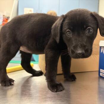 Lava Cake -  Mixed Breed Dog for Adoption in Charleston, West Virginia - Lava Cake | PetCurious