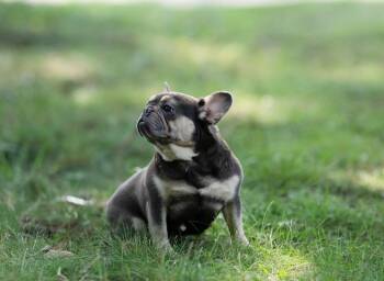 Backfin -  French Bulldog Dog for Adoption in Salisbury, Maryland - Backfin | PetCurious