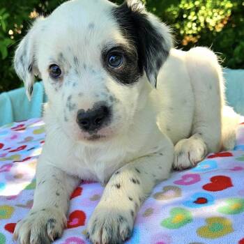 Australian Shepherd and Mixed Breed Dogs Available for Adoption in Pelham, New Hampshire - Porsche  | PetCurious