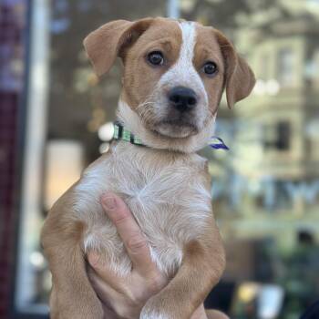 True -  Mixed Breed Dog for Adoption in San Francisco, California - True | PetCurious