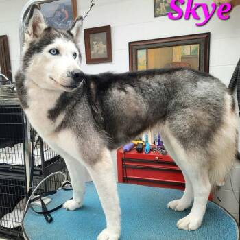 Siberian Husky Dogs Available for Adoption in Olathe, Kansas - Skye | PetCurious