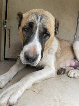 Anatolian Shepherd and Mixed Breed Dogs Available for Adoption in Oklahoma City, Oklahoma - A473636 | PetCurious