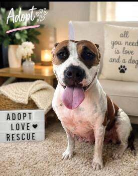 Freya SS in MS -  Mixed Breed Dog for Adoption in Warwick, Rhode Island - Freya SS In MS | PetCurious