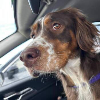 Mixed Breed Dogs Available for Adoption - River | PetCurious