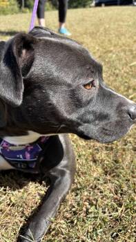Rescue Pit Bull Terrier Dogs for Adoption in Marietta, Georgia - Lucy | PetCurious