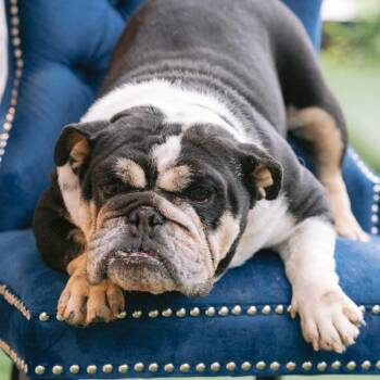 English Bulldog Dogs Available for Adoption in Zionsville, Indiana - Gloria | PetCurious