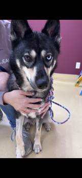 Lady -  Husky Dog for Adoption in New Castle, Indiana - Lady | PetCurious