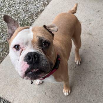 Sir Cheeseburger -  Mixed Breed Dog for Adoption in Fairport, New York - Sir Cheeseburger | PetCurious