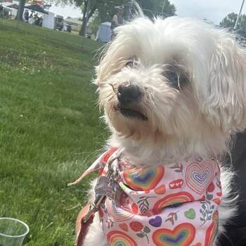 Ava -  Maltese and Shih Tzu Dog for Adoption in Rochester, Minnesota - Ava | PetCurious