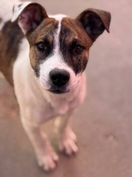 Rescue Cattle Dog and Labrador Retriever Dogs for Adoption in Fort Lupton, Colorado - Mills Nilsson | PetCurious