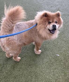 *Safari* -  Chow Chow Dog for Adoption in Salt Lake City, Utah - *Safari* | PetCurious