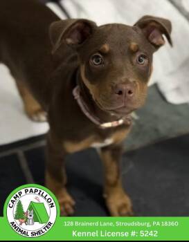 Mixed Breed Dogs Available for Adoption in Stroudsburg, Pennsylvania - Coco | PetCurious