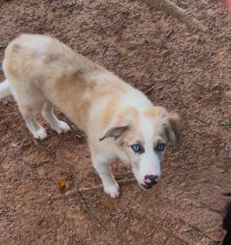 Dior -  Australian Shepherd and Border Collie Dog for Adoption in New Baltimore, Michigan - Dior | PetCurious