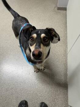 Beverly -  German Shepherd Dog and Mixed Breed Dog for Adoption in Pequot Lakes, Minnesota - Beverly | PetCurious