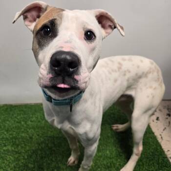 Pit Bull Terrier Dogs Available for Adoption in Columbia, Missouri - Blooper | PetCurious
