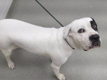 MUSE -  American Bulldog and Mixed Breed Dog for Adoption in Omaha, Nebraska - MUSE | PetCurious