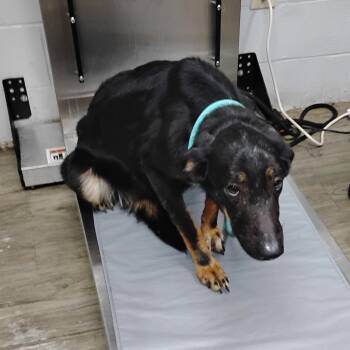 Mixed Breed Dogs Available for Adoption - Brooklynn | PetCurious