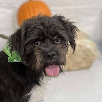 Rescue Terrier Dogs for Adoption in Brock, Texas - Bartolito | PetCurious
