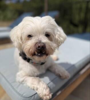 Maltese Dogs Available for Adoption in Pasadena, California - Nelson | PetCurious