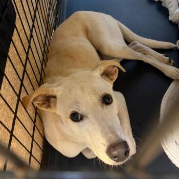 Dollie -  Mixed Breed Dog for Adoption in Lake Jackson, Texas - Dollie | PetCurious