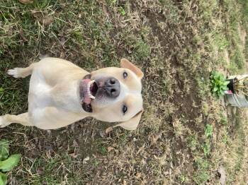 Rescue Pit Bull Terrier Dogs for Adoption in Dayton, Tennessee - Bruce | PetCurious